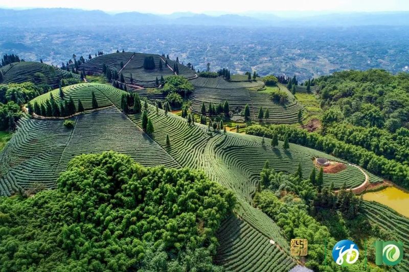 关于喝纳溪早茶咯！四川第十届茶叶开采活动周启动的新闻(5)