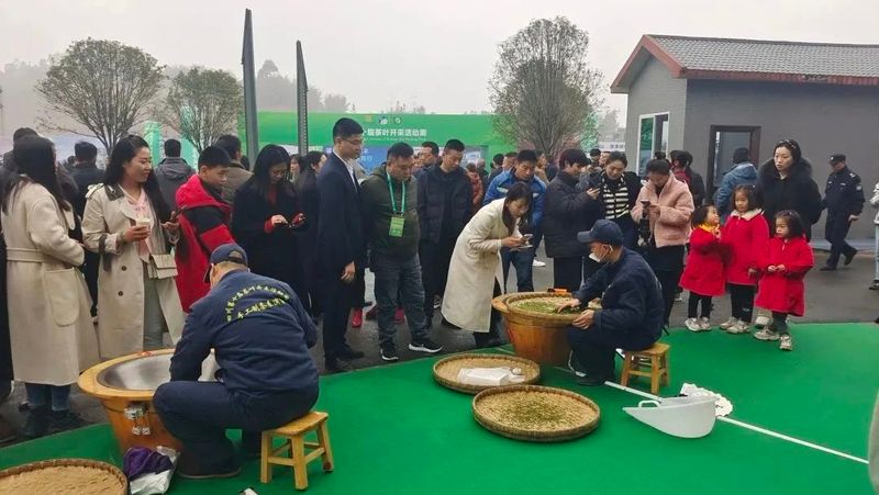 关于喝纳溪早茶咯！四川第十届茶叶开采活动周启动的新闻(4)