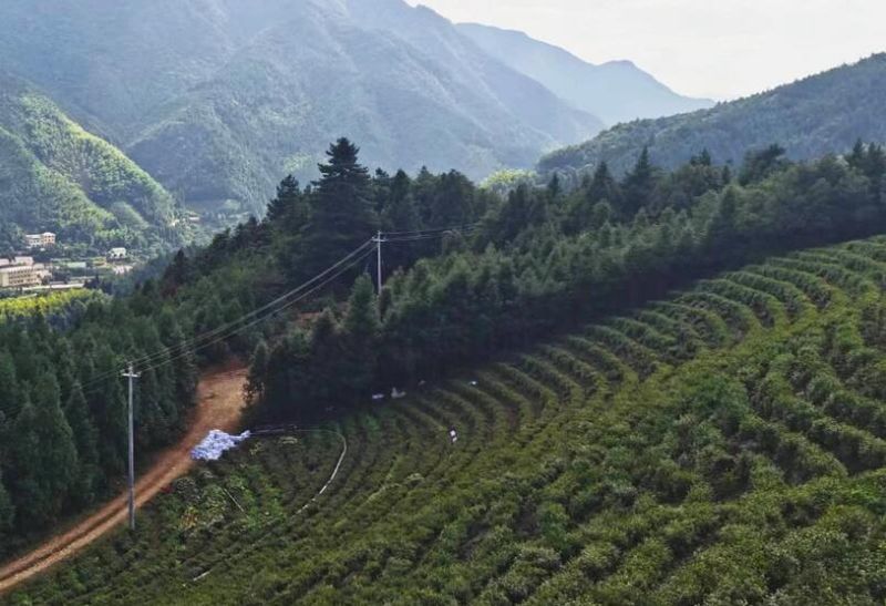 关于箬阳乡 春茶吐新芽 茶园里有了新鲜事的相关信息