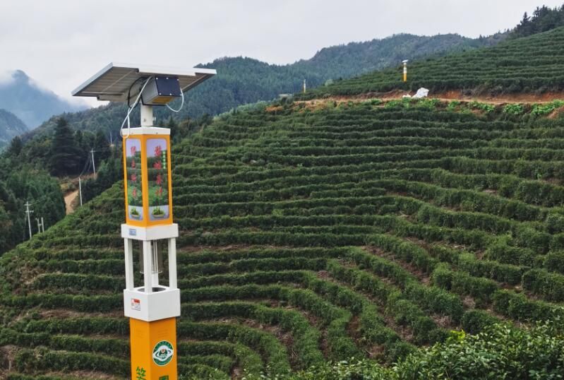 关于箬阳乡 春茶吐新芽 茶园里有了新鲜事的相关信息(1)