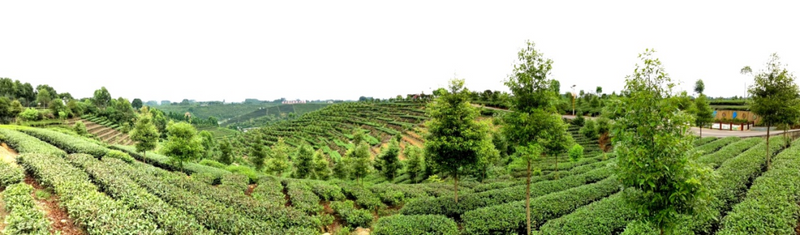 有关于夹江“百里茶乡”跃级的最新消息(4)