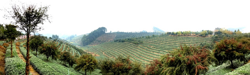 有关于夹江“百里茶乡”跃级的最新消息(1)