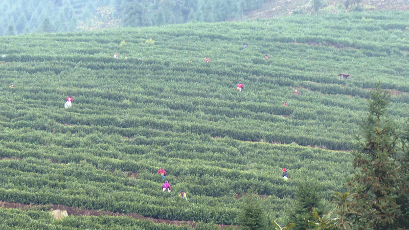 关于筠连镇双河村：万亩春茶吐新绿 茶农采摘正当时的内容