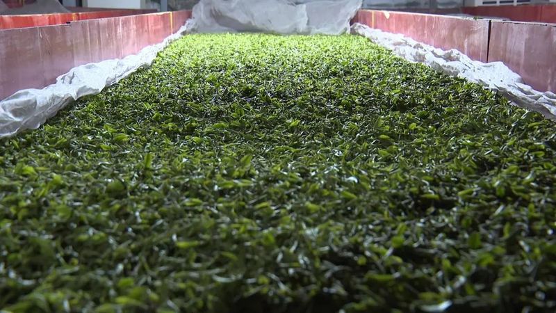 关于筠连镇双河村：万亩春茶吐新绿 茶农采摘正当时的内容(4)