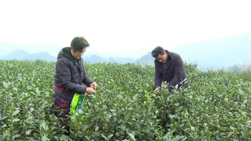 关于筠连镇双河村：万亩春茶吐新绿 茶农采摘正当时的内容(1)