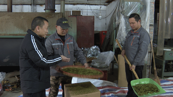 关于筠连镇双河村：万亩春茶吐新绿 茶农采摘正当时的内容(3)