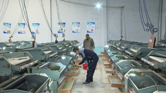 关于筠连镇双河村：万亩春茶吐新绿 茶农采摘正当时的内容(2)