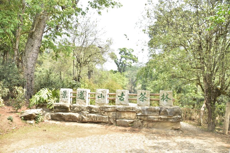 关于2023年景迈大寨古树茶价格的新闻