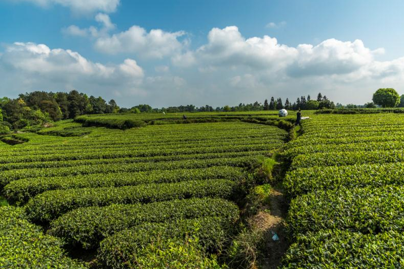 有关于为守好“饭碗子”鼓起“钱袋子”护航——名山区人大常委会同心聚力促进春茶生产的最新消息(1)