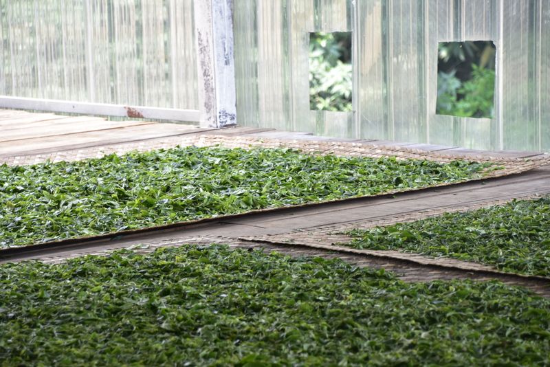 有关于曼松背阴山口感，2023背阴山古树春茶多少钱？的消息(2)