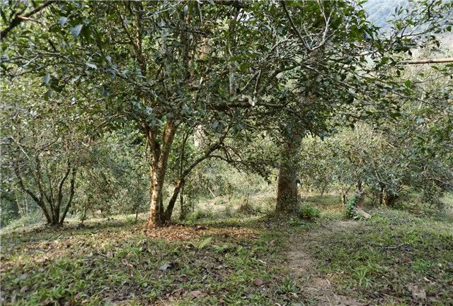 关于云南绘就云茶产业高质量发展蓝图的内容