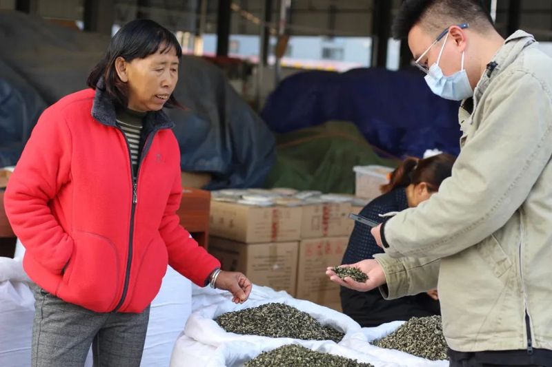 有关于春回大地 茶飘香 普洱思茅首批春茶上市！的相关信息(2)