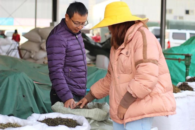 有关于春回大地 茶飘香 普洱思茅首批春茶上市！的相关信息(3)