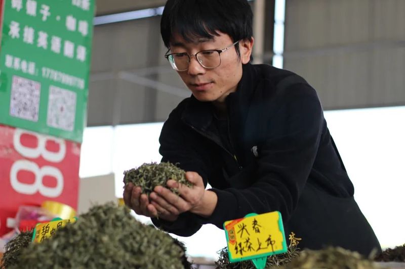 有关于春回大地 茶飘香 普洱思茅首批春茶上市！的相关信息(6)