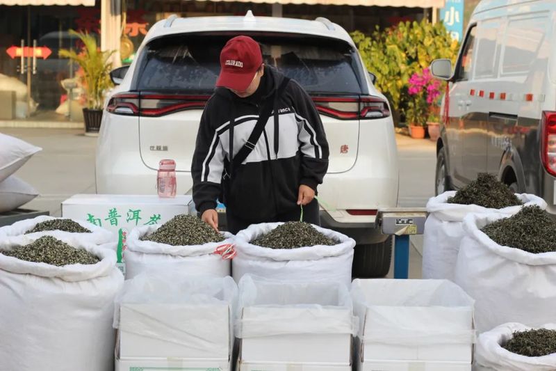 有关于春回大地 茶飘香 普洱思茅首批春茶上市！的相关信息(1)