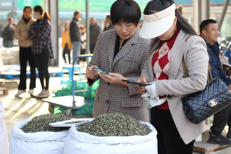 有关于春回大地 茶飘香 普洱思茅首批春茶上市！的相关信息(4)