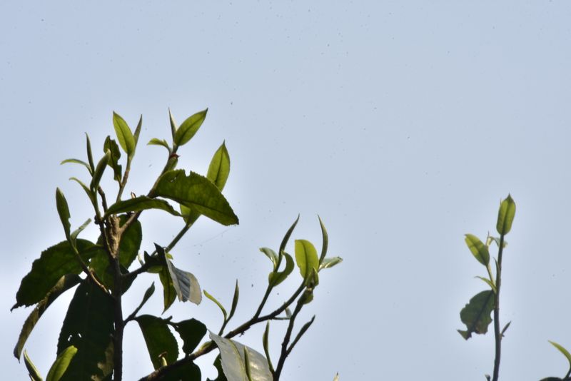 关于刮风寨春茶特点，易武刮风寨2023古树茶价格的相关内容(1)