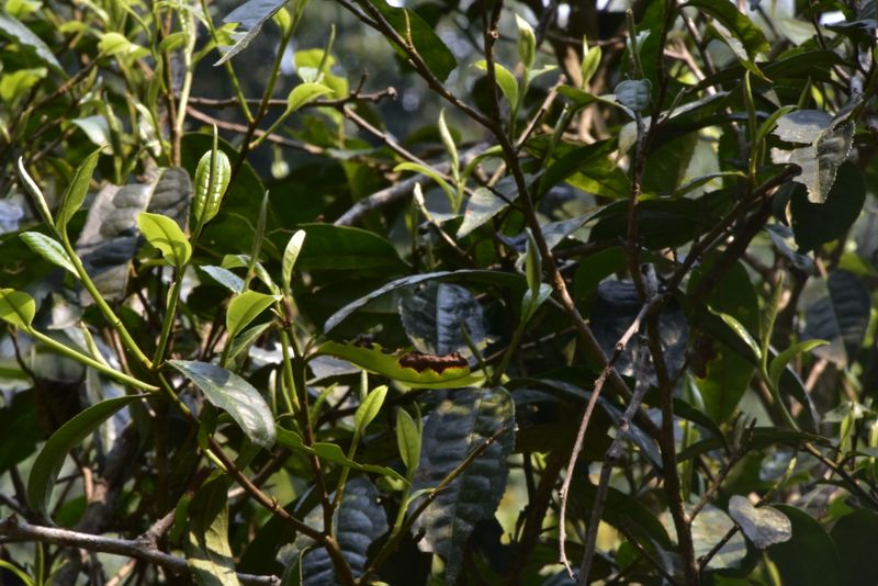 关于刮风寨春茶特点，易武刮风寨2023古树茶价格的相关内容