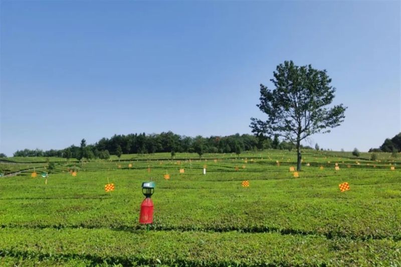 关于湖北省首个生态低碳茶基地落户五峰的消息