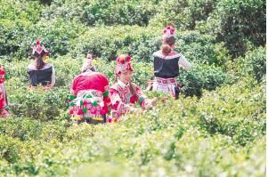 关于云茶产业高质量发展三年行动方案印发的内容