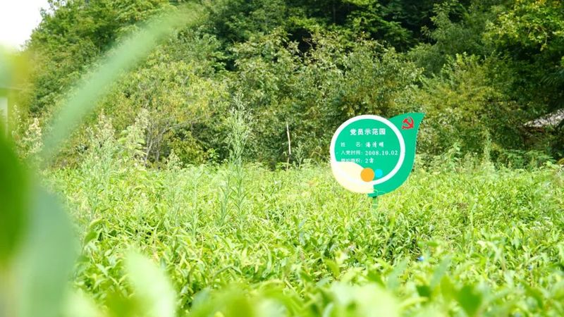 有关于铜钱镇：茶园管护忙 静待茶飘香的资讯(4)