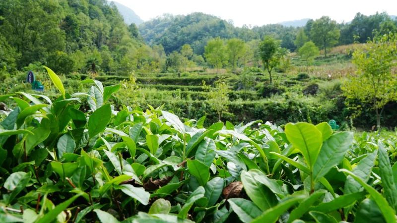 有关于铜钱镇：茶园管护忙 静待茶飘香的资讯