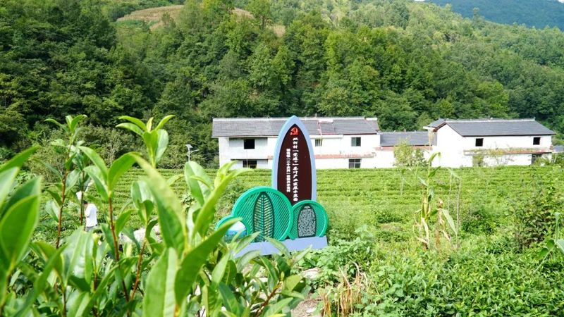 有关于铜钱镇：茶园管护忙 静待茶飘香的资讯(2)