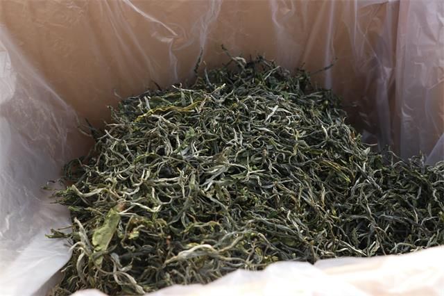 有关于2023年景谷普洱春茶参考价格的相关信息(1)