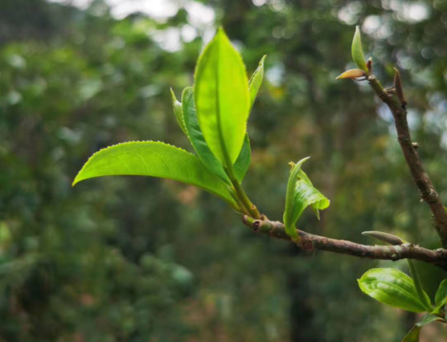 有关于娜罕古树春茶多少钱2023的消息