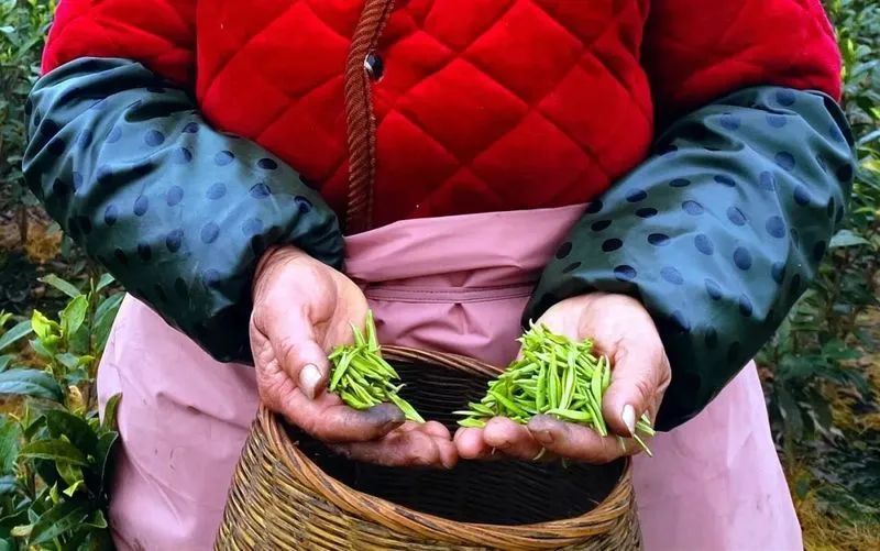 关于芽茶每公斤200元！蒙顶山茶首批春茶开采的内容(3)