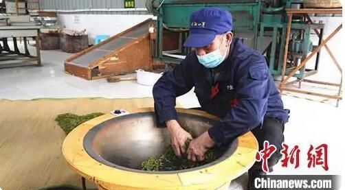 关于四川江安早茶俏 远销各地供不应求的最新消息(3)