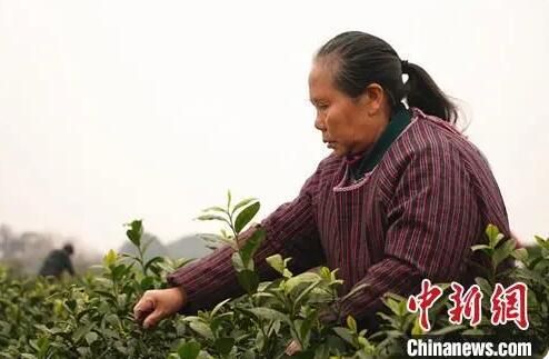 关于四川江安早茶俏 远销各地供不应求的最新消息(2)