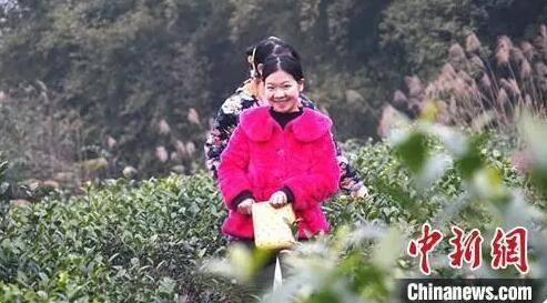 关于四川江安早茶俏 远销各地供不应求的最新消息