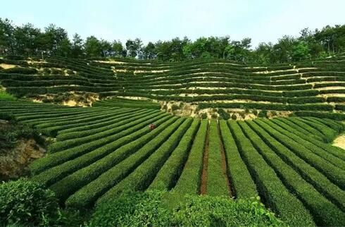 有关于城固县茶产业发展成效显著的最新消息