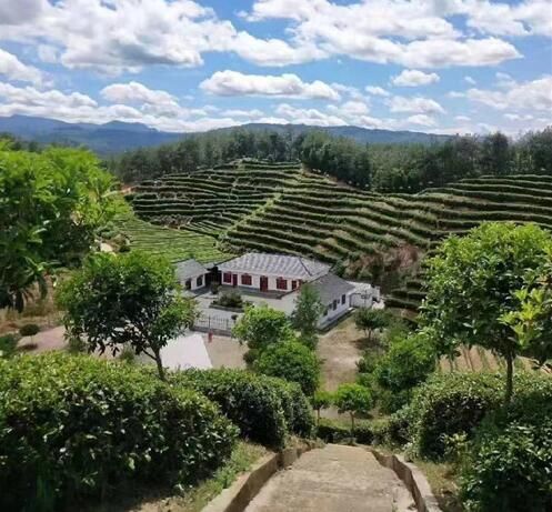 有关于城固县茶产业发展成效显著的最新消息(1)