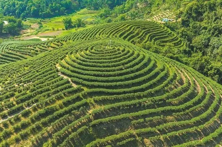 关于一周热门：各地春茶发展情况、大益精品孔雀、贵州栗香方案的内容(3)