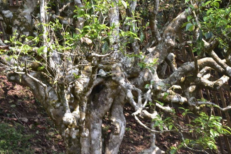 关于为什么古树春茶那么贵的最新消息