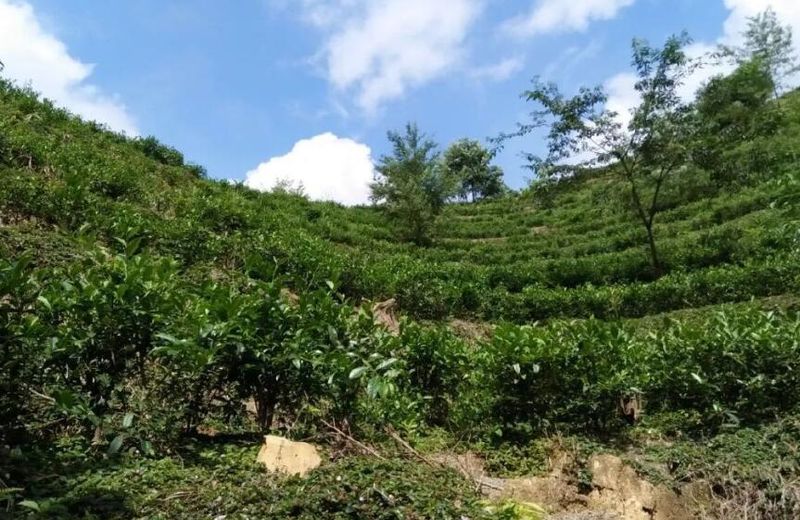 有关于广西梧州大力推进六堡茶产业发展的内容