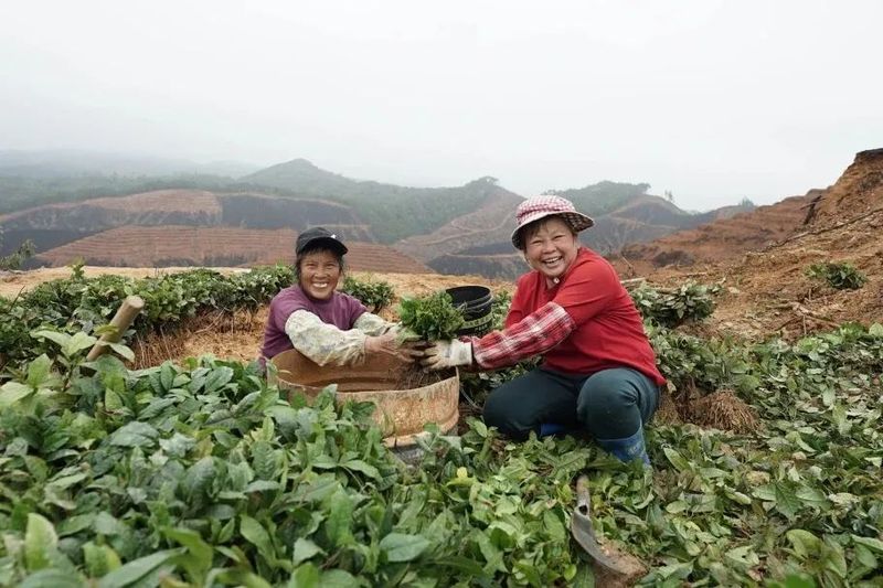 关于木双镇：黎璧万亩生态茶园今日开种！的信息(2)