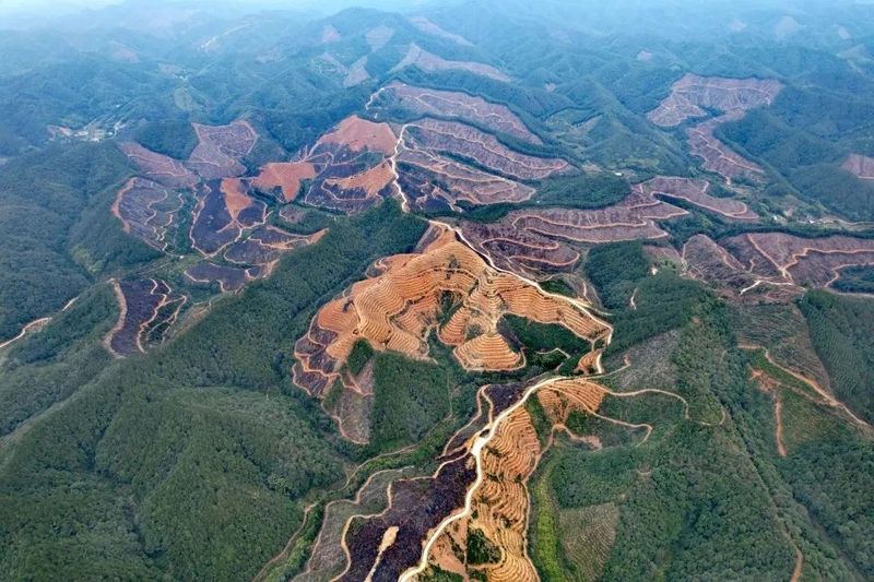 关于木双镇：黎璧万亩生态茶园今日开种！的信息(3)