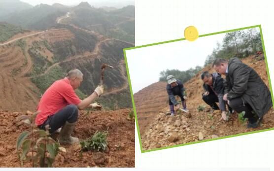 关于木双镇：黎璧万亩生态茶园今日开种！的信息(1)