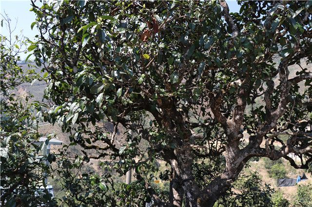 有关于大忠山普洱茶口感及价格2023的消息(1)