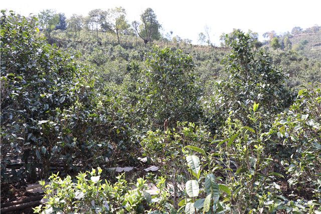 有关于大忠山普洱茶口感及价格2023的消息