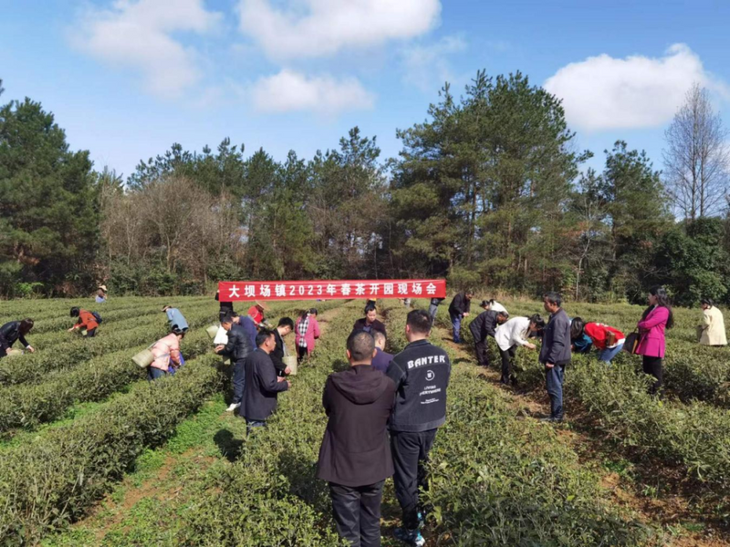 关于思南大坝场：雨润春茶香，茶乡采茶忙的最新消息