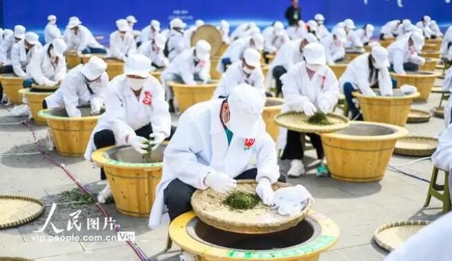 关于贵州晴隆：炒茶挑战拼技艺的相关信息