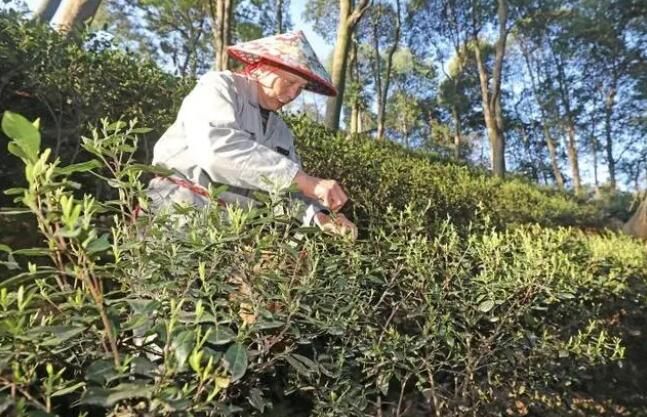 有关于杭州梅家坞部分茶园遭遇霜冻 对茶叶采摘影响不大的相关内容(5)