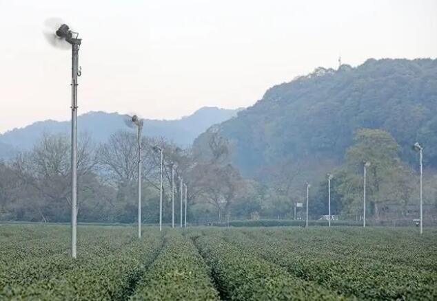 有关于杭州梅家坞部分茶园遭遇霜冻 对茶叶采摘影响不大的相关内容(3)