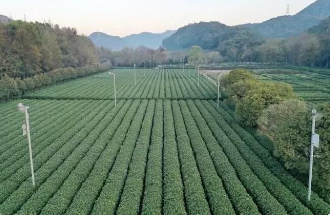 有关于杭州梅家坞部分茶园遭遇霜冻 对茶叶采摘影响不大的相关内容(4)