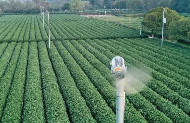 有关于杭州梅家坞部分茶园遭遇霜冻 对茶叶采摘影响不大的相关内容(2)