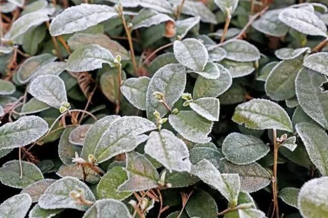 有关于杭州梅家坞部分茶园遭遇霜冻 对茶叶采摘影响不大的相关内容